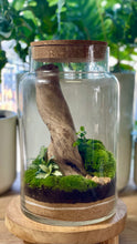 Load image into Gallery viewer, LARGE TERRARIUM WORKSHOP