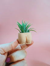 Load image into Gallery viewer, In the Nude Mini Planter with Air Plant