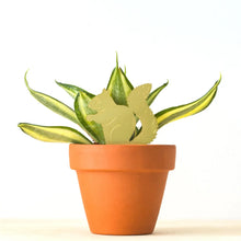 Load image into Gallery viewer, SQUIRREL PLANT ANIMAL