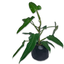Load image into Gallery viewer, PHILODENDRON DOMESTICUM