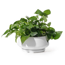 Load image into Gallery viewer, WHITE CERAMIC POT WITH SAUCER