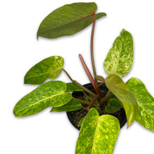 Load image into Gallery viewer, PHILODENDRON PAINTED LADY
