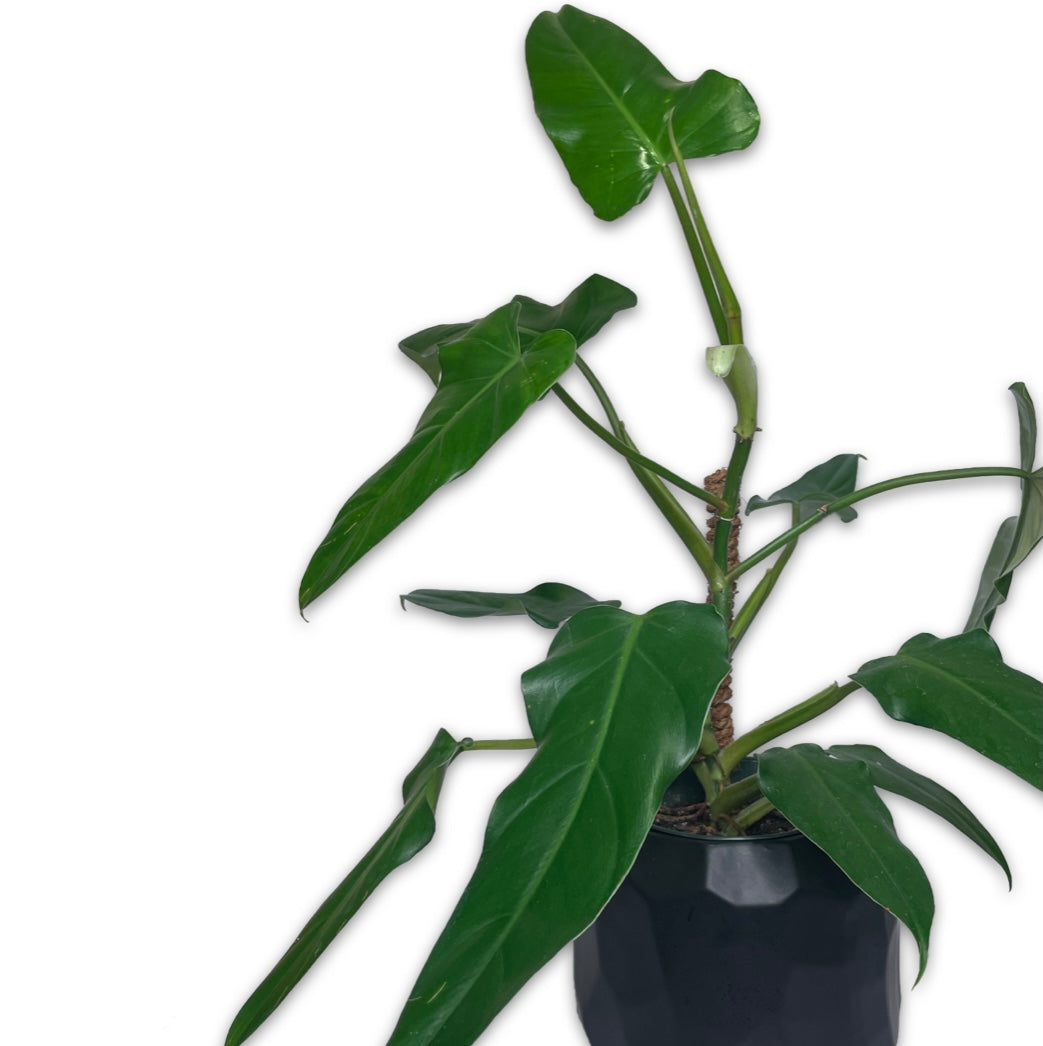 PHILODENDRON DOMESTICUM – Clover + Booch