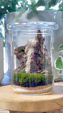 Load image into Gallery viewer, PETRI TERRARIUM