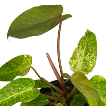 Load image into Gallery viewer, PHILODENDRON PAINTED LADY