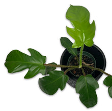 Load image into Gallery viewer, PHILODENDRON SQUAMIFERUM