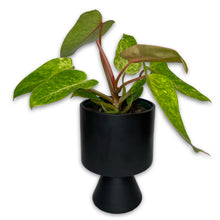 Load image into Gallery viewer, PHILODENDRON PAINTED LADY