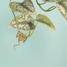 Load image into Gallery viewer, TREE FROG PLANT ANIMAL