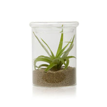 Load image into Gallery viewer, PETRI TERRARIUM