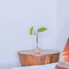 Load image into Gallery viewer, SINGLE PROPAGATION STATION