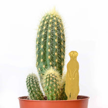 Load image into Gallery viewer, MEERKAT PLANT ANIMAL