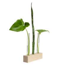 Load image into Gallery viewer, PROPAGATION STATION TRI