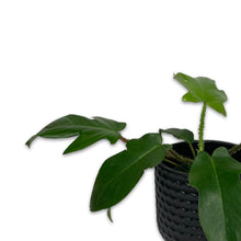 Load image into Gallery viewer, PHILODENDRON SQUAMIFERUM