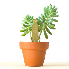 Load image into Gallery viewer, MEERKAT PLANT ANIMAL