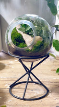 Load image into Gallery viewer, ORB TERRARIUM ON STAND
