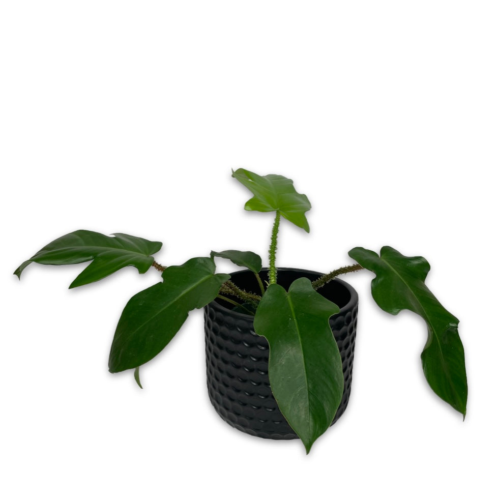 PHILODENDRON SQUAMIFERUM – Clover + Booch