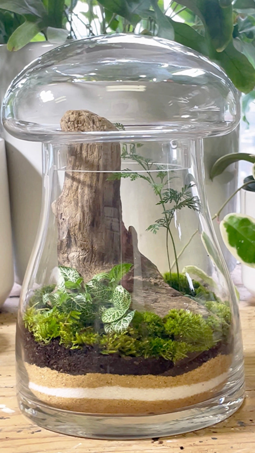 glass terrarium with lid for plants MUSHROOM TERRARIUM WITH LID