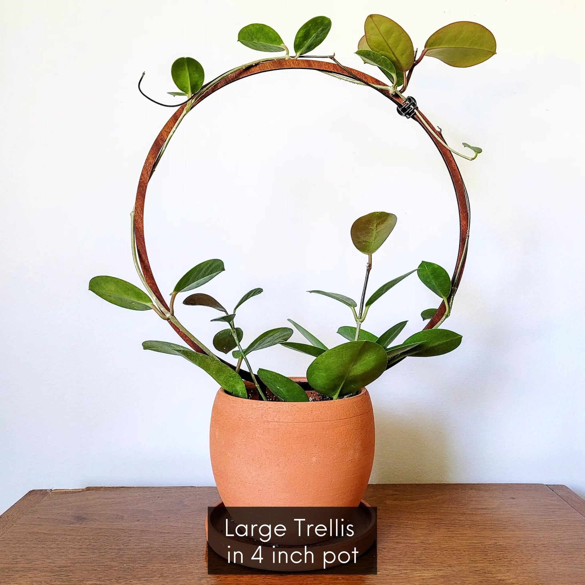 hoop trellis for potted plants WOOD SINGLE HOOP – Clover + Booch
