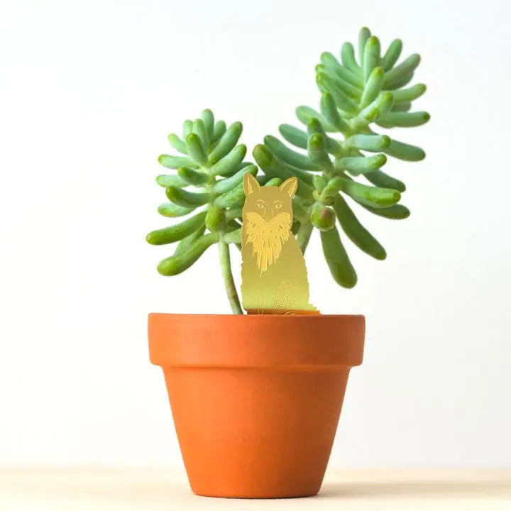 fox succulent FOX PLANT ANIMAL – Clover + Booch