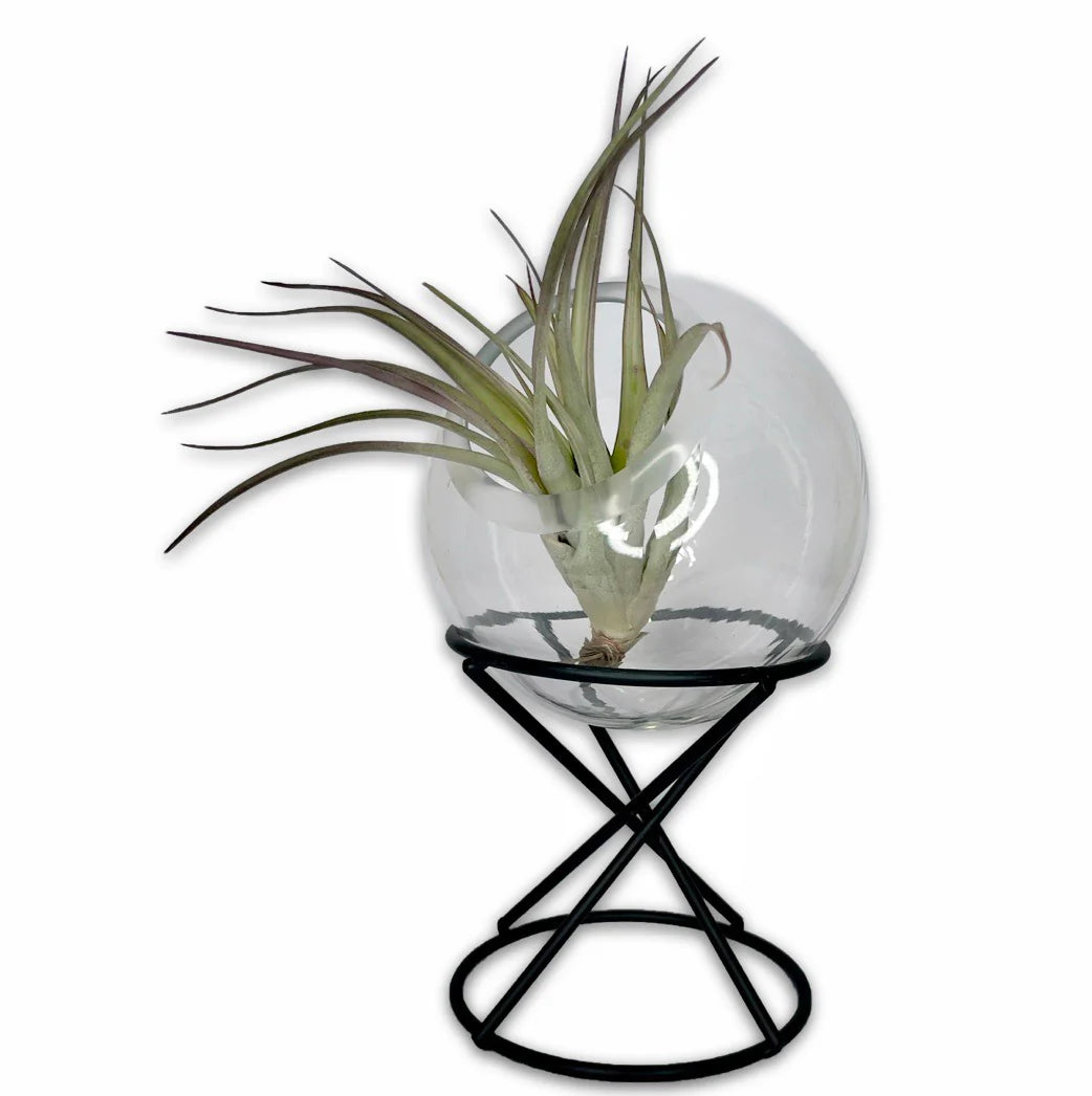 plant terrarium with stand ORB TERRARIUM ON STAND – Clover + Booch
