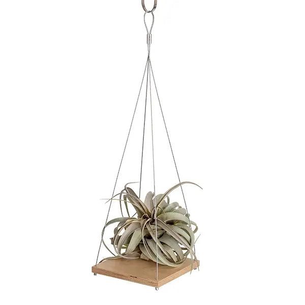 short plant hanger SMALL PLANT HANGER NATURAL