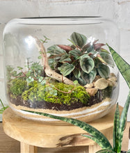 Load image into Gallery viewer, ROUNDED TERRARIUM
