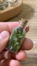 Load image into Gallery viewer, TINY TERRARIUMS
