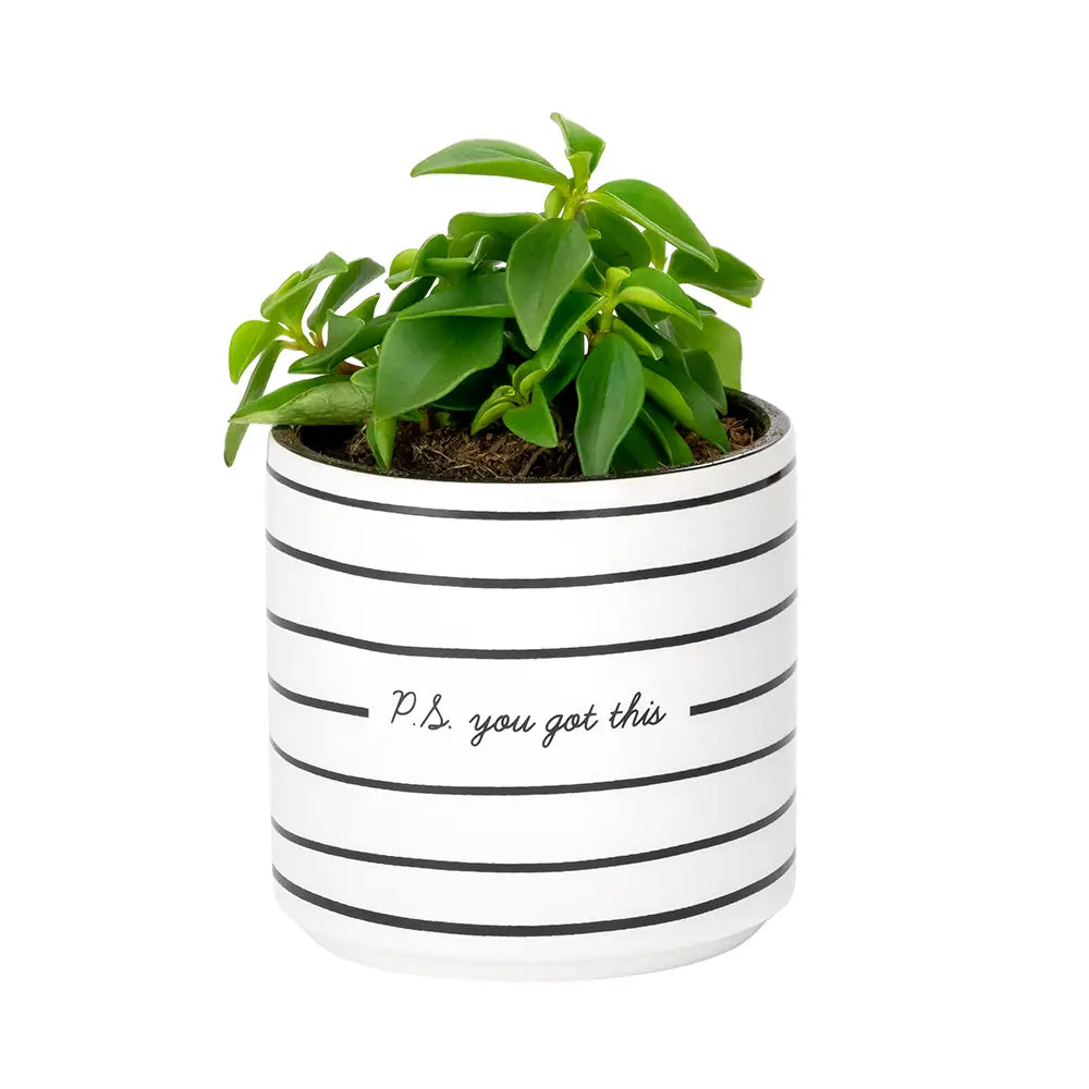 rooting for you plant pot ROOTING FOR YOU POT 3.25