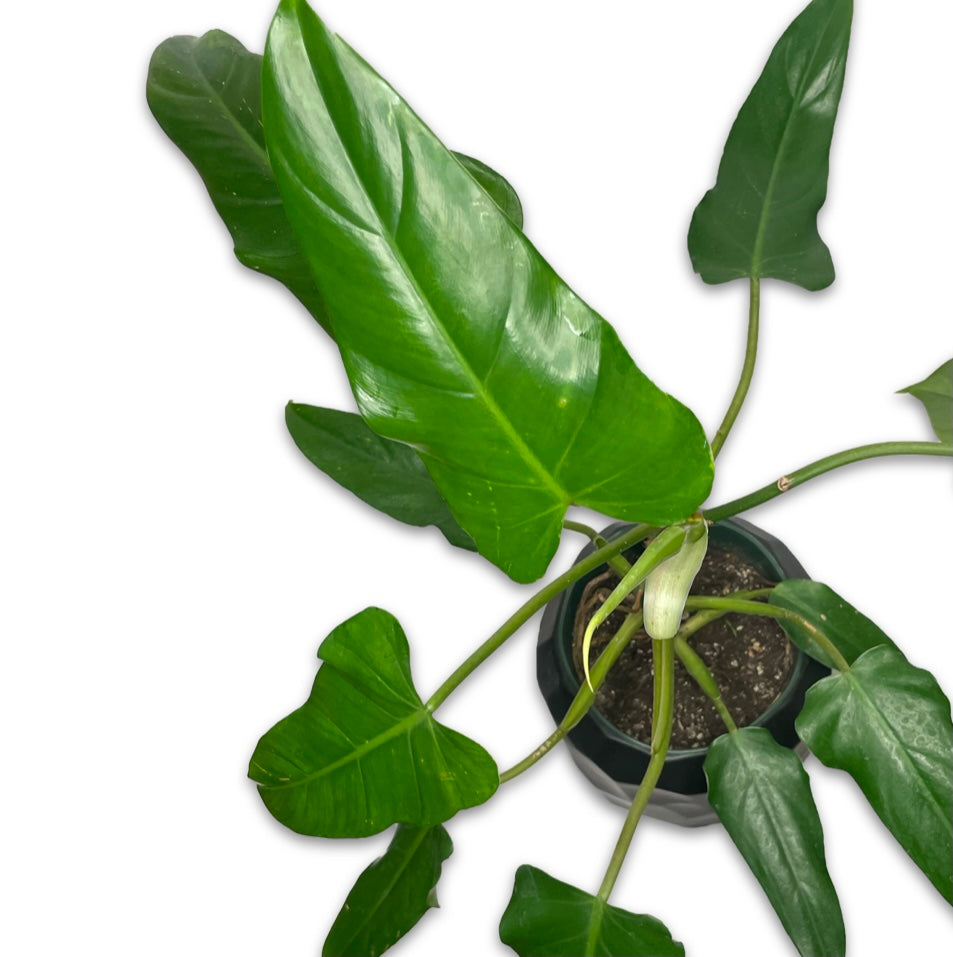 PHILODENDRON DOMESTICUM – Clover + Booch